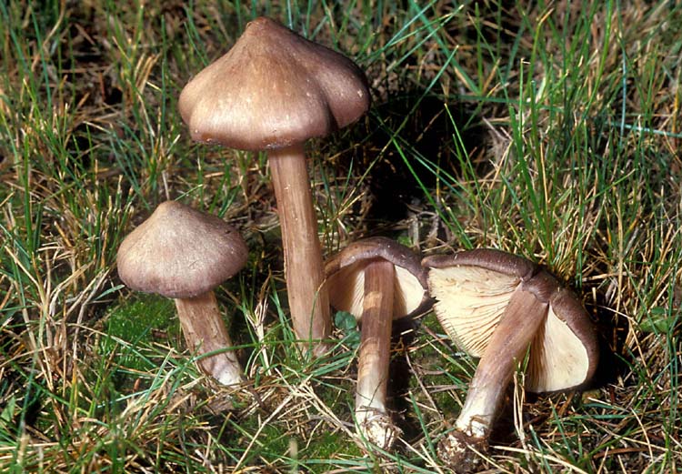 Entoloma vernum